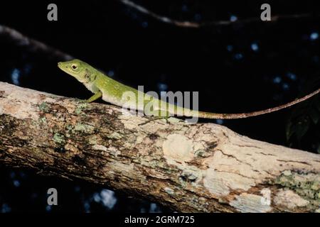 A male Green Tree Anole, or Neoptropical Green Anole, Anolis biporcatus, on a tree branch in Panama. Stock Photo