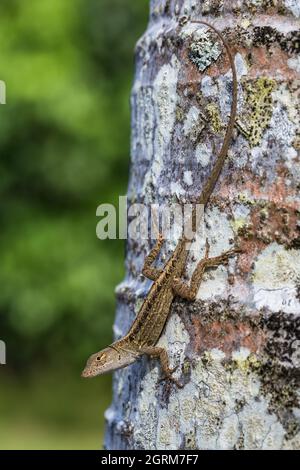 The Brown Anole, Anolis sagrei, also known as the Bahaman Anole on Kauai, Hawaii.  It is native to Cuba and the Bahamas but has been introduced widely Stock Photo