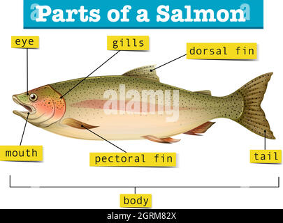 Diagram showing parts of salmon Stock Vector
