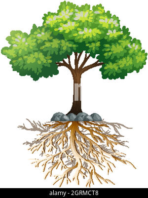 Big green tree with roots underground on white background Stock Vector