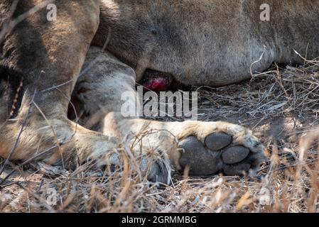 Close up of the paw of a male lion and an injury on his belly Stock Photo