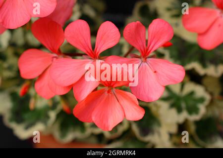 Pelargonium 'Frank Headley' zonal pelargonium displaying salmon pink flowers and variegated foliage. UK Stock Photo