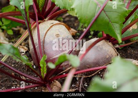 Beetroot Red Ace growing in a domestic kitchen garden. UK. Beta vulgaris Red Ace. Stock Photo