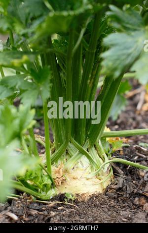 Apium graveolens var. rapaceum. Celeraic 'Monarch' growing in a vegetables garden. UK Stock Photo