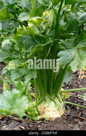 Apium graveolens var. rapaceum. Celeraic 'Monarch' growing in a vegetables garden. UK Stock Photo