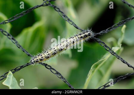 Pieris brassicae larva. Voracious large white butterfly larva on inappropriate netting that allowed damage to cabbage plants. UK Stock Photo