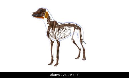 Mylohyoideus muscle Dog muscle Anatomy For Medical Concept 3D ...