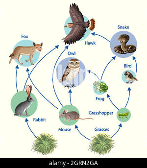 Education poster of biology for food chains diagram Stock Vector Image ...