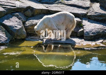 Polar bear at berlin zoo looking at his mirror image. detailed and funny
