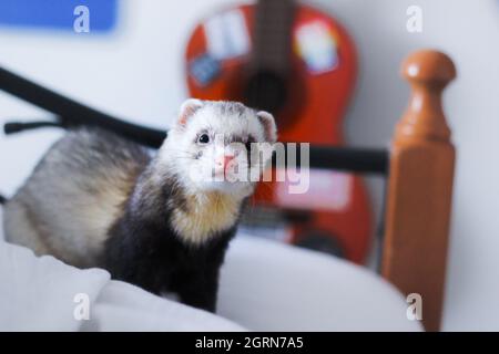 frisky ferret