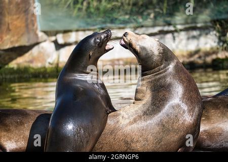 sea seal at the berlin zoo. playful and fantastic to watch Stock Photo