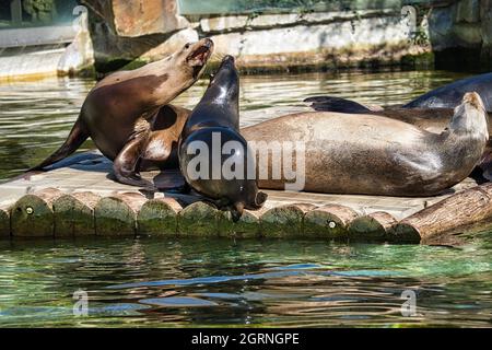 sea seal at the berlin zoo. playful and fantastic to watch Stock Photo