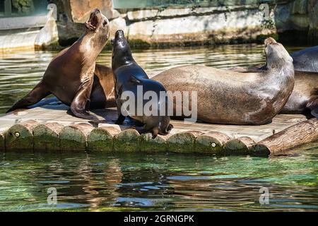 sea seal at the berlin zoo. playful and fantastic to watch Stock Photo