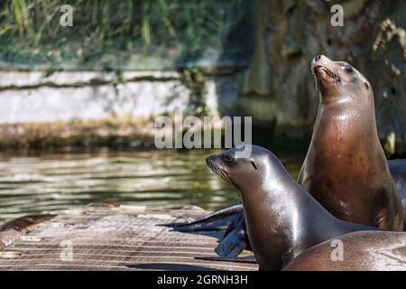 sea seal at the berlin zoo. playful and fantastic to watch Stock Photo