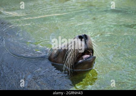 sea seal at the berlin zoo. playful and fantastic to watch Stock Photo