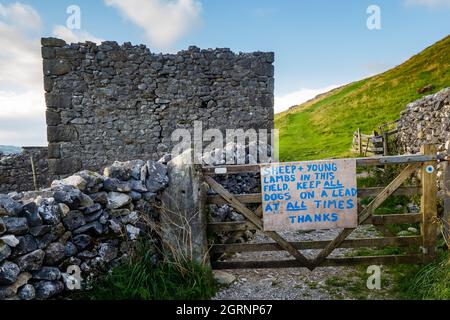 01.09.21 Settle, North Yorkshire, UK. Sign on bridleway above Settle in the Yorkshire Dales saying sheep and young lambs in field Stock Photo