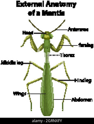 External Anatomy of a Mantis on white background Stock Vector