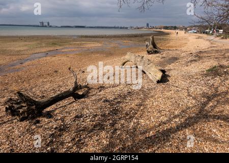 Fallen logs and trees on Weston Shore on Southampton Water Hampshire England Stock Photo