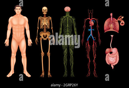 Human body systems Stock Vector