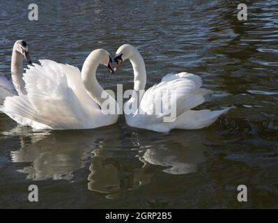 Two swans forming a heart shape with the necks and beaks with third looking on and reflections in the water. Stock Photo