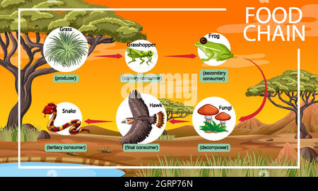 Food chain diagram concept on forest background illustration Stock ...