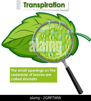 Diagram showing transpiration in plant Stock Vector