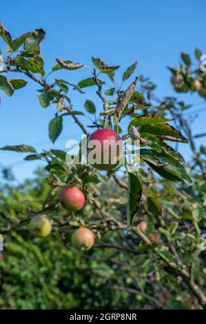 Decaying apples on a tree in autumn in an English country garden. Stock Photo