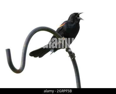 Male Red-winged Blackbird calling while perched on a shepherd's hook; isolated on white Stock Photo