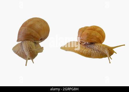 Two snails crawling on white background. Helix pomatia, two snails isolated on white background, side view and directly above view. Close-up Stock Photo