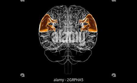 Brain supramarginal gyrus Anatomy For Medical Concept 3D Illustration Stock Photo