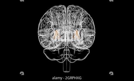 Brain putamen Anatomy For Medical Concept 3D Illustration Stock Photo