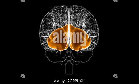 Brain occipital lobe Anatomy For Medical Concept 3D Illustration Stock Photo