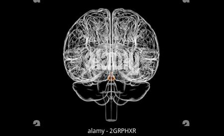 Brain Pituitary gland Anatomy For Medical Concept 3D Illustration Stock Photo