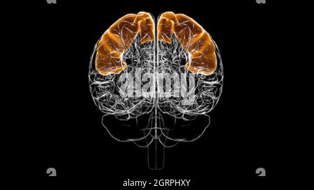 Brain postcentral gyrus Anatomy For Medical Concept 3D Illustration Stock Photo