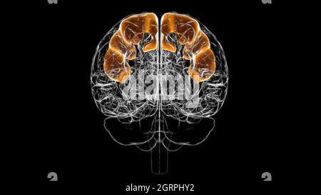 Brain precentral gyrus Anatomy For Medical Concept 3D Illustration Stock Photo