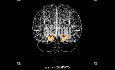 Brain parahippocampal gyrus Anatomy For Medical Concept 3D Illustration Stock Photo