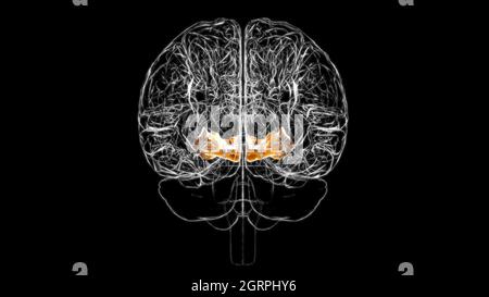 Brain Orbital gyrus Anatomy For Medical Concept 3D Illustration Stock Photo