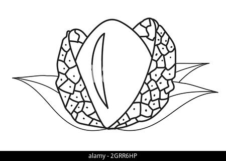 Vector coloring illustration with lychee in leaves in line art style. Hand drawn icon. Stock Vector