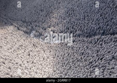 Aerial drone top down fly over winter spruce and pine forest. Fir trees in mountains valley covered with snow. Landscape photography Stock Photo