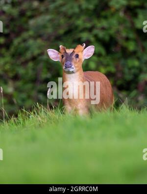 Muntjac buck showing his fangs in the Cotswold Hills Stock Photo