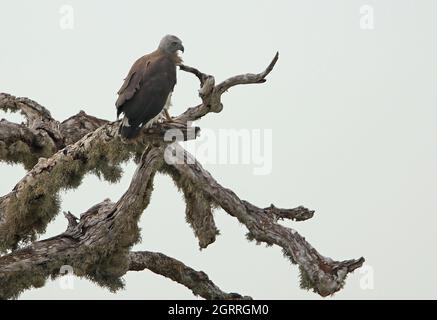 Grey-headed Fish-eagle (Icthyophaga ichthyaetus) adult perched on dead tree Bundala NP, Sri Lanka               December Stock Photo