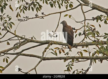 Grey-headed Fish-eagle (Icthyophaga ichthyaetus) adult perched in tree Kaziranga NP, Assam, India        January Stock Photo