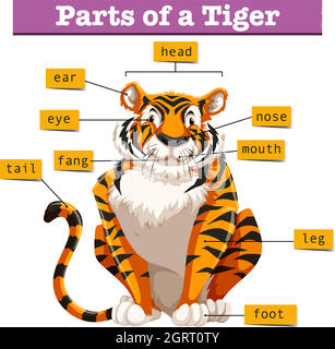 tiger body parts