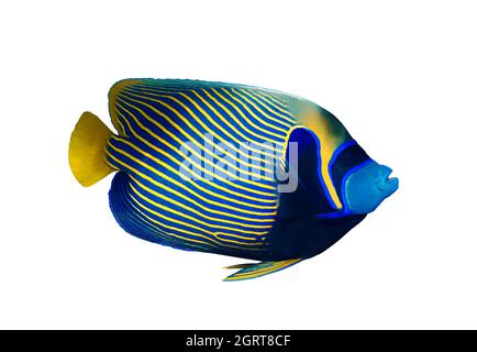 Emperor angelfish (Pomacanthus imperator) isolated on white background, Red Sea, Egypt. Beautiful tropical fish with colorful diagonal stripes. Close- Stock Photo