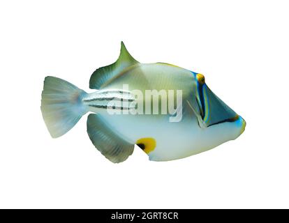 Arabian picassofish (Rhinecanthus assasi, triggerfish) isolated on white background, Red Sea. Unusual tropical bright fish. Underwater photo, side vie Stock Photo