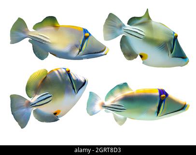 Set of Arabian Picassofish (Rhinecanthus assasi, Lagoon triggerfish) isolated in a white background. Unusual tropical bright fish, Red Sea, Egypt. Clo Stock Photo