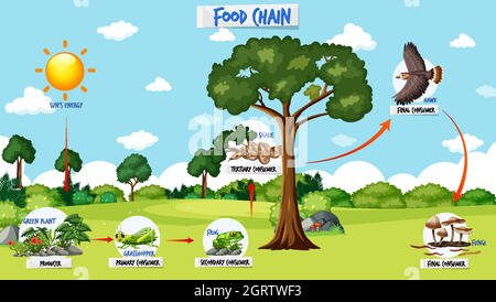 Food chain diagram concept on forest background illustration Stock ...
