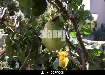 Green pears ripen on the branches of the tree. Stock Photo
