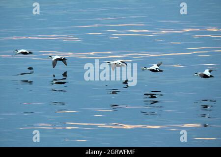 Flying common eiders (Somateria mollissima) in sunset lights Stock Photo