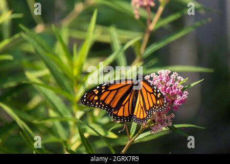 Newly emerged female Monarch butterfly, Danaus plexippus, resting on a bloom of swamp milkweed in Kansas, USA Stock Photo